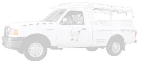 photo: local pest control services in Los Angeles County